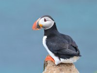 20 Juillet - Ile de Grimsey